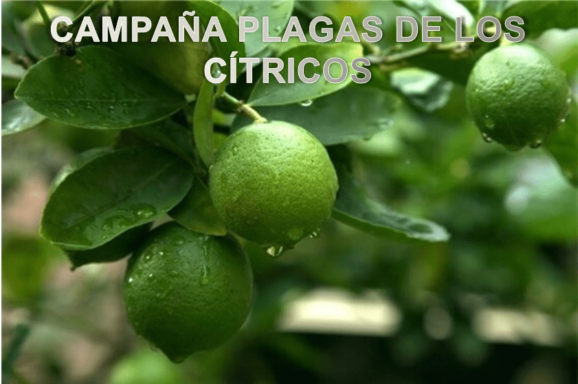 Citricos